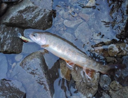 尺イワナハンティング ～長良川水系～